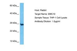 ER Membrane Protein Complex Subunit 10 Rabbit anti-Human, Polyclonal, Novus Biologicals 0.1 mL | Buy Online | Novus Biologicals | Fisher Scientific